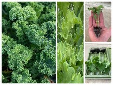 Curly Kale Vegetable Plug
