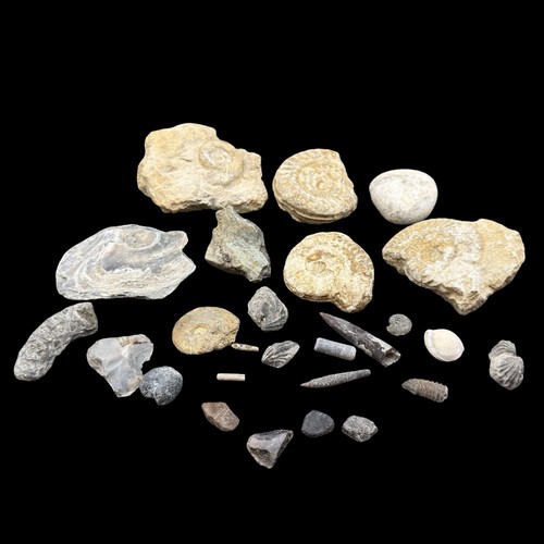 1kg british fossil mix - british,