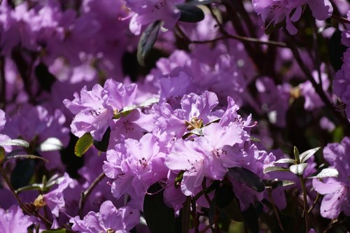 Karin seleger rhododendron - karin,