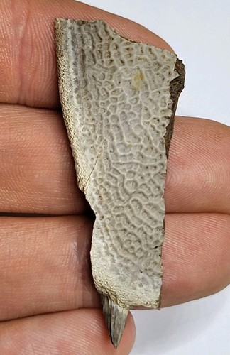 Hell creek turtle shell fossil - shell,