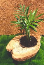 Coconut Palm Terrarium House