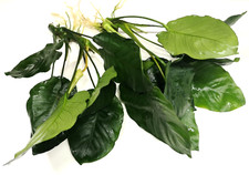2x Anubias Barteri "Broad