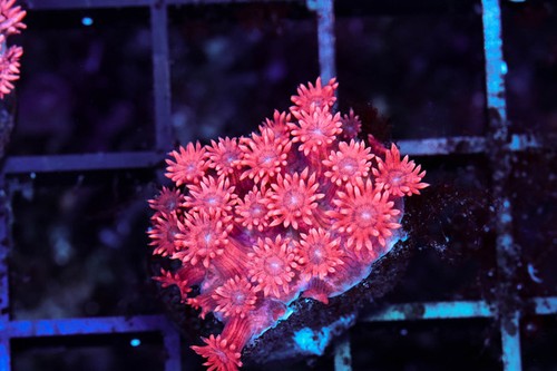 Red aussie goniopora wysiwyg - goniopora,