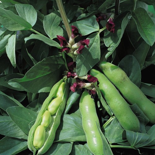 Broad bean crimson - broad,
