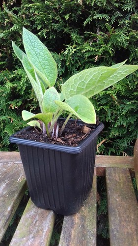 Two comfrey bocking plants - bocking,