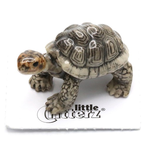 Little critterz galapagos - little,