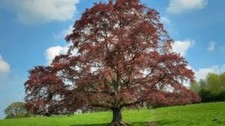 20 X BEECH SEEDS. FAGUS