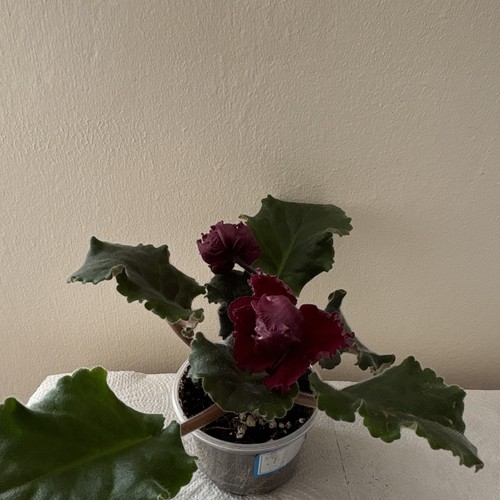 African violet rooted leaf - african,