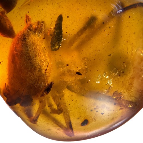 Burmese amber fossil - burmese, fossil:
