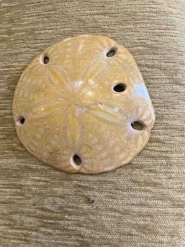 Clay fossilised sand dollar - clay,