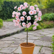 Standard Rose, Patio Pink, elegant blooms, 40cm stem, 4L potted plant