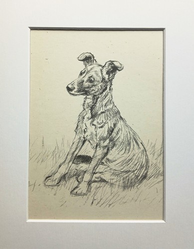 Mongrel puppy dog - , vintage