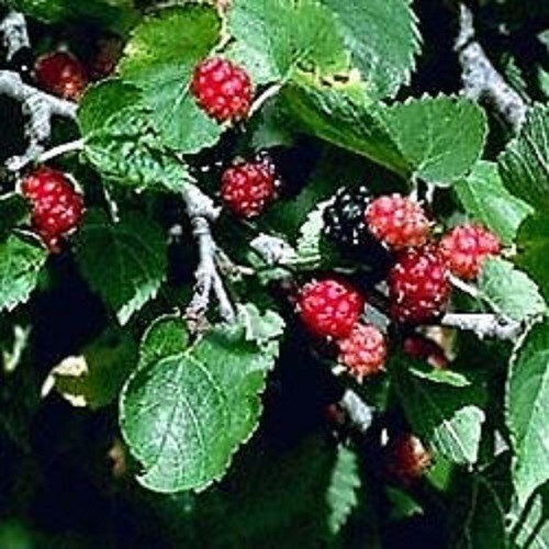 Morus nigra black mulberry - black,