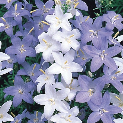 Campanula pyramidalis - campanula,