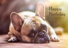 FRENCH BULLDOG BEAUTIFUL FAWN DOG BIRTHDAY GREETINGS NOTE CARD 