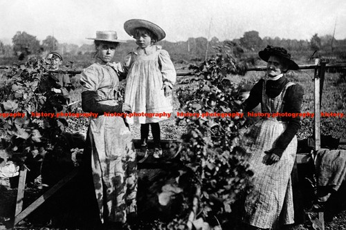 F015644 hop picking kent 1910 - f015644,