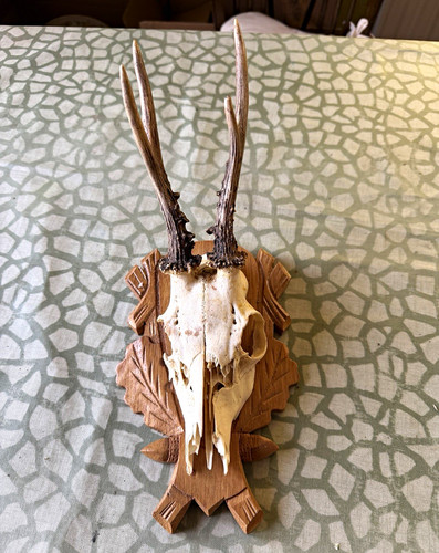 Real roe deer skull antlers - deer,
