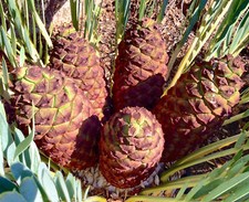 Encephalartos Mittelburgensis