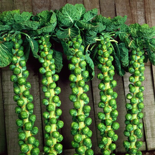 Brussels sprout trafalgar rhs - brussels,