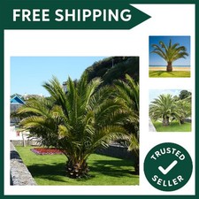 Pair of Phoenix Palm Trees