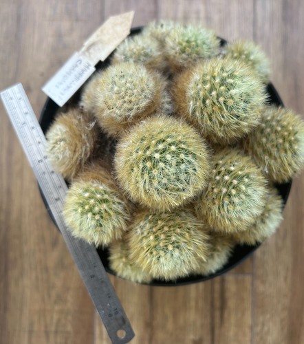 Mammillaria carmenae nice - mammillaria,