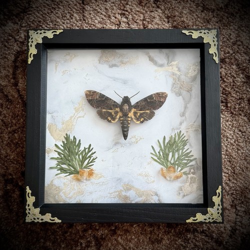 Death head hawk moth - death,
