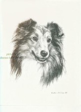 #288 SHELTIE Shetland Sheepdog