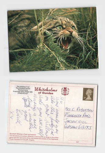 Postcard scottish wildcat - scottish,