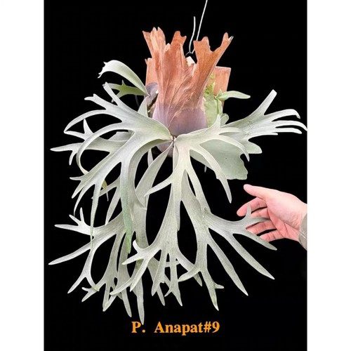 Platycerium willinckii