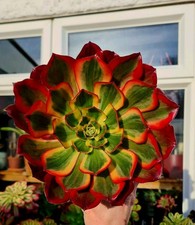Aeonium Phantom variegated succulent plant | Large 25cm Rosette