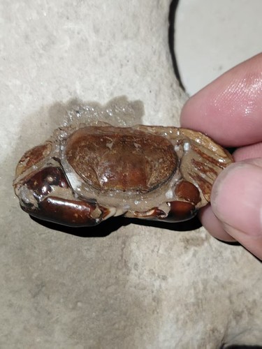 Natural crab fossils from