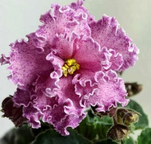 African violet saintpaulia - african,
