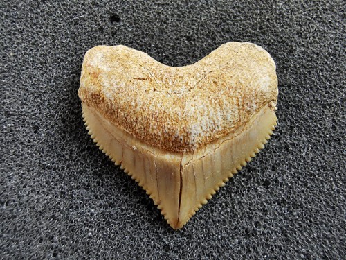Crow shark tooth fossil