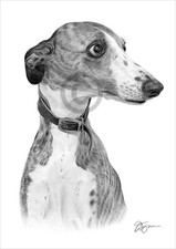 Whippet dog portrait | pencil