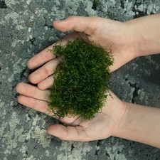 Guppy grass, Riccia - floating