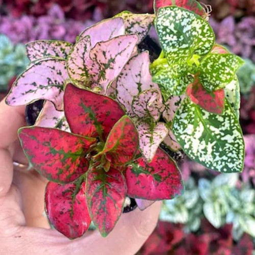 Hypoestes polka dot plant - hypoestes,