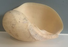 Melo Melo, Indian Volute