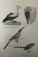Antique Print 1870 Bird Engraving | Vulture Jacamar Titmouse House Martin
