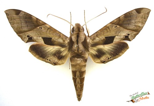Eumorpha satellitia sphinx - eumorpha,