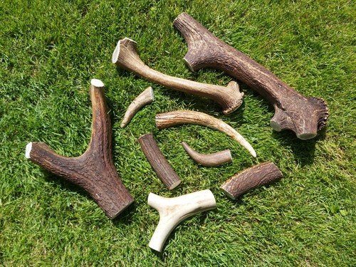 Deer antler dog chews long - deer,