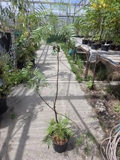 False Pepper, Peruvian Pepper, Schinus Molle in a 5 litre Pot