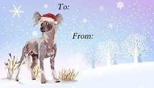 Chinese Crested Dog Christmas