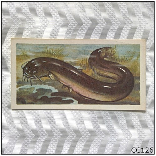 Brooke bond freshwater - brooke, fish
