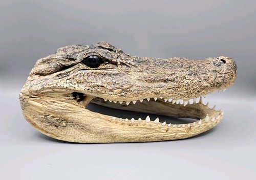 Skulls bones taxidermy - bones,,