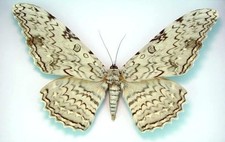 Thysania agrippinia moth  ssp