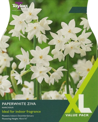Narcissus paperwhite ziva - narcissus, 'paperwhite