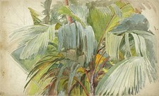 Botanical Study Tropical Palm