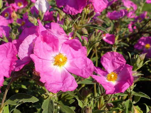 Cistus argenteus peggy - cistus,