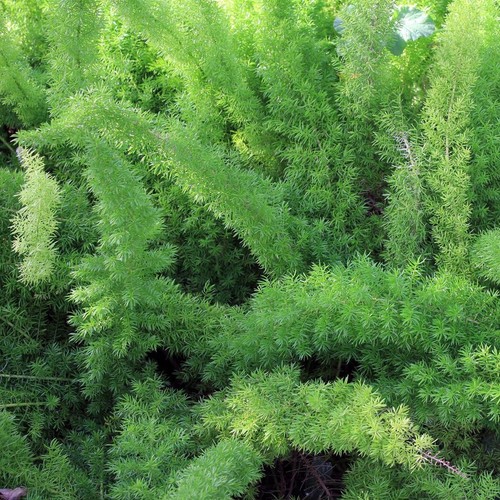 Foxtail fern asparagus - foxtail,