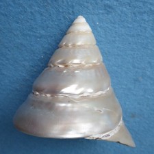 LARGE mother of pearl/nacre trochus sea shell. Irridescent silver/nacre.